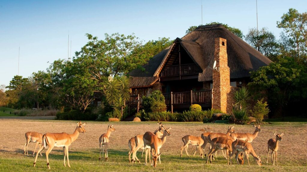 kruger park