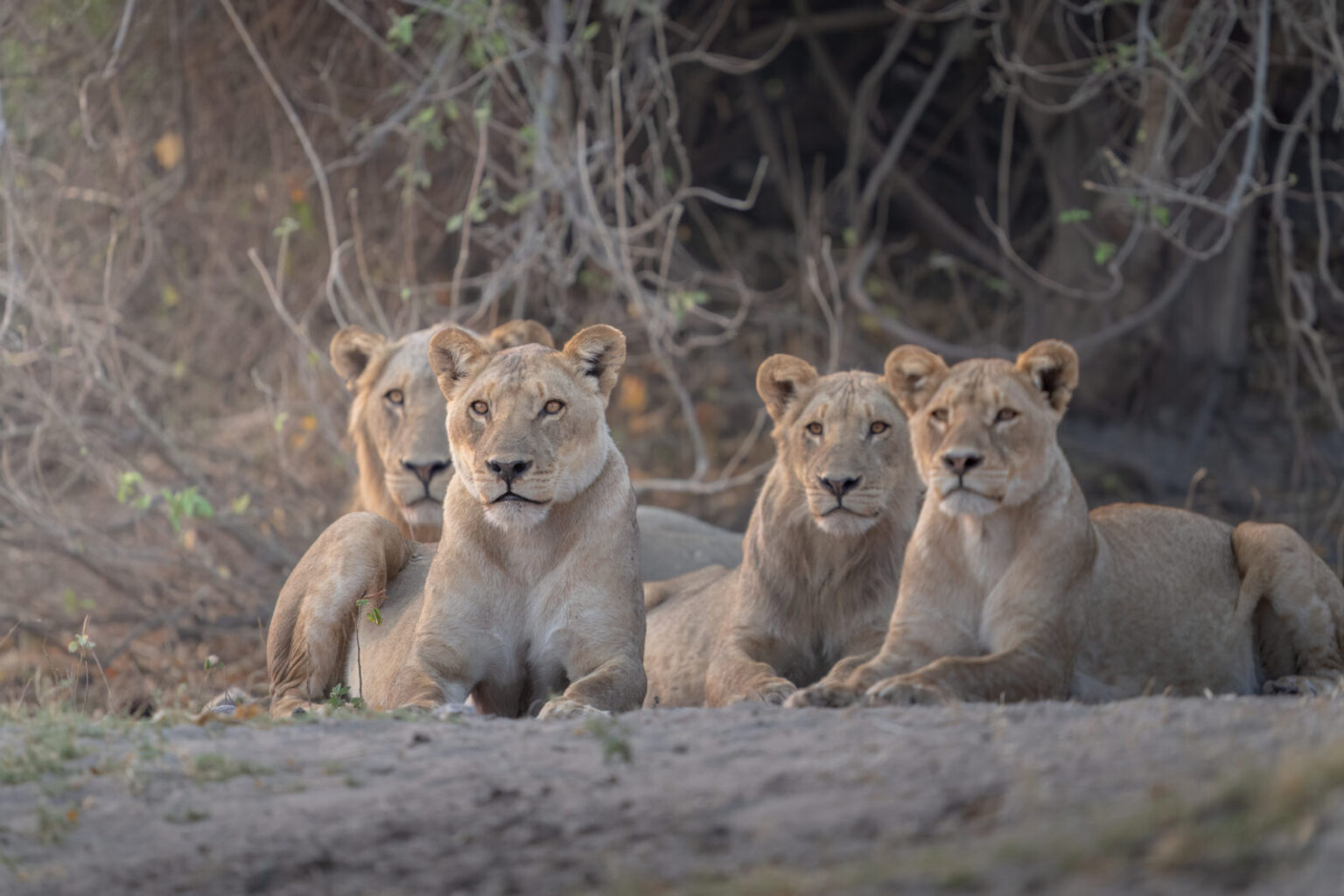 chobe game lodge obserwacja zwierząt podczas safari