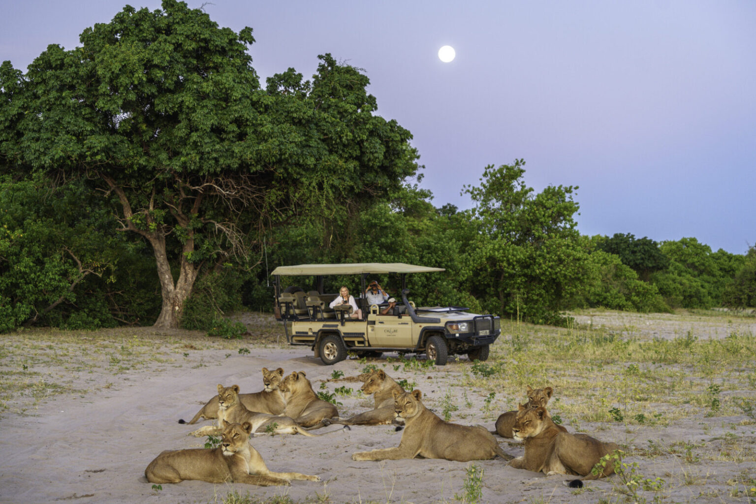 chobe game lodge lwice blisko auta na safari