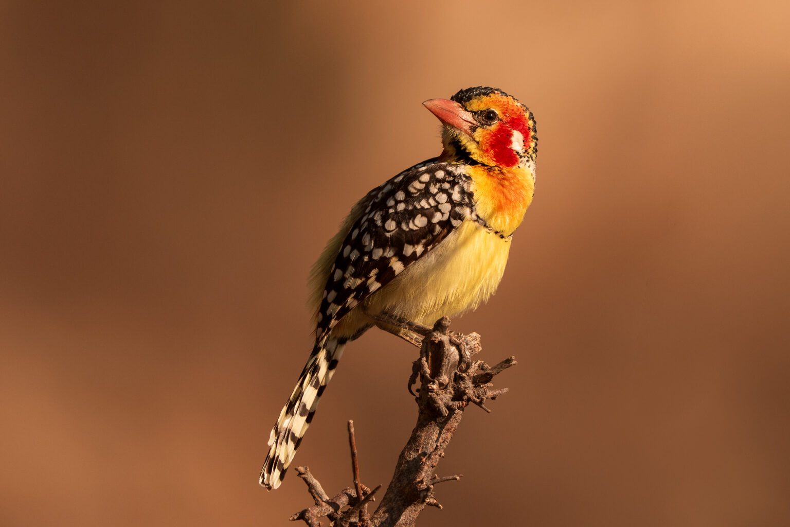 game drive & wildlife sightings