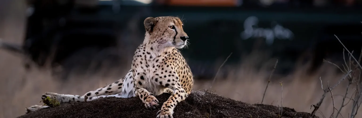 singita milele safari za 25 tys euro artykul