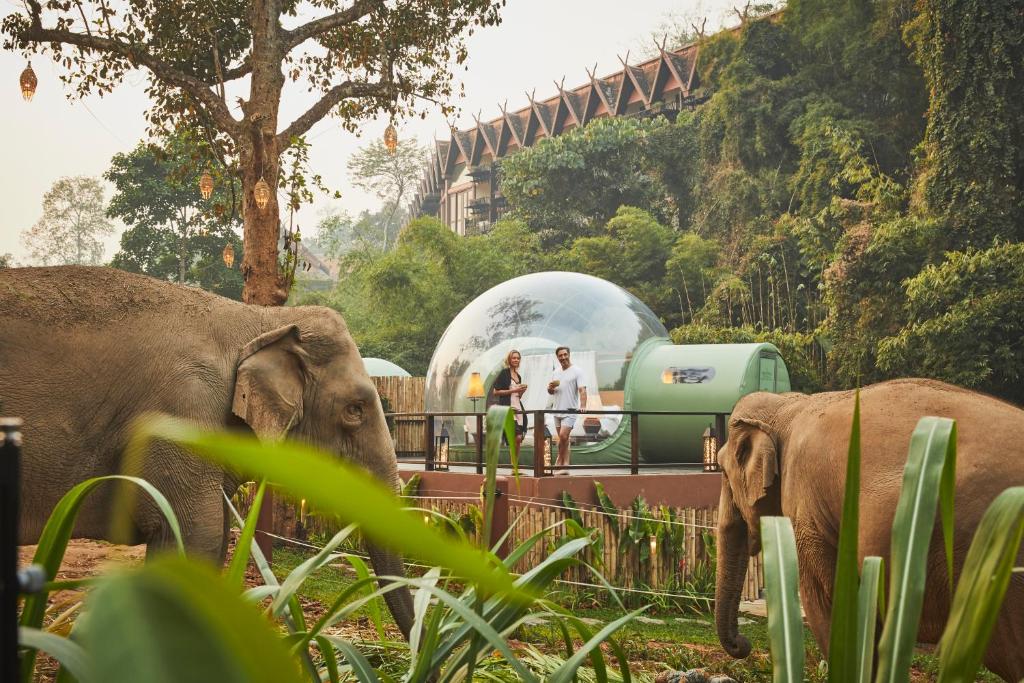 anantara golden triangle elephant obserwacja sloni