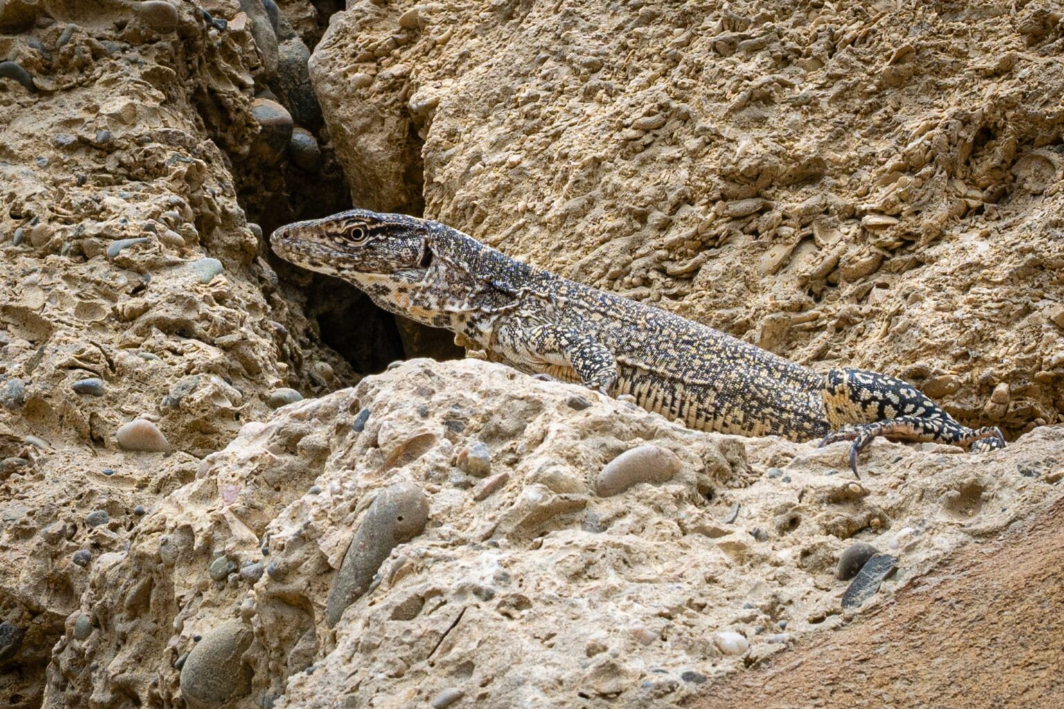 fauna 4 scaled
