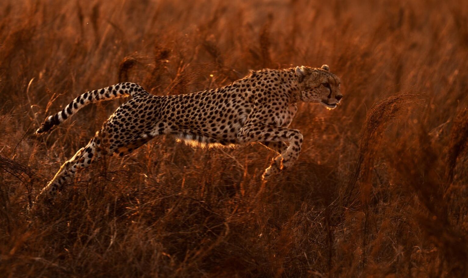 gamedrive and wildlife sightings (1)