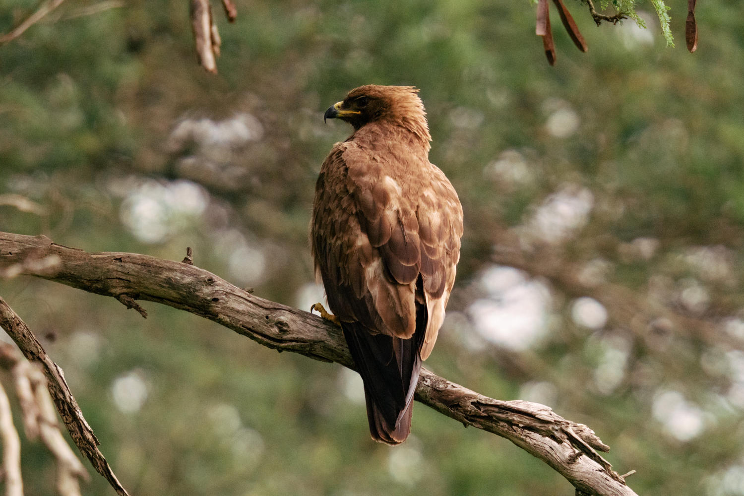lumo bird