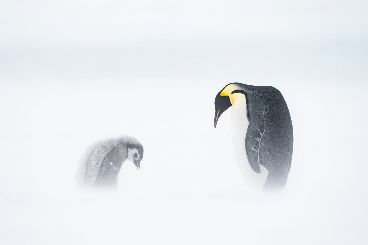 emperor penguin and chick