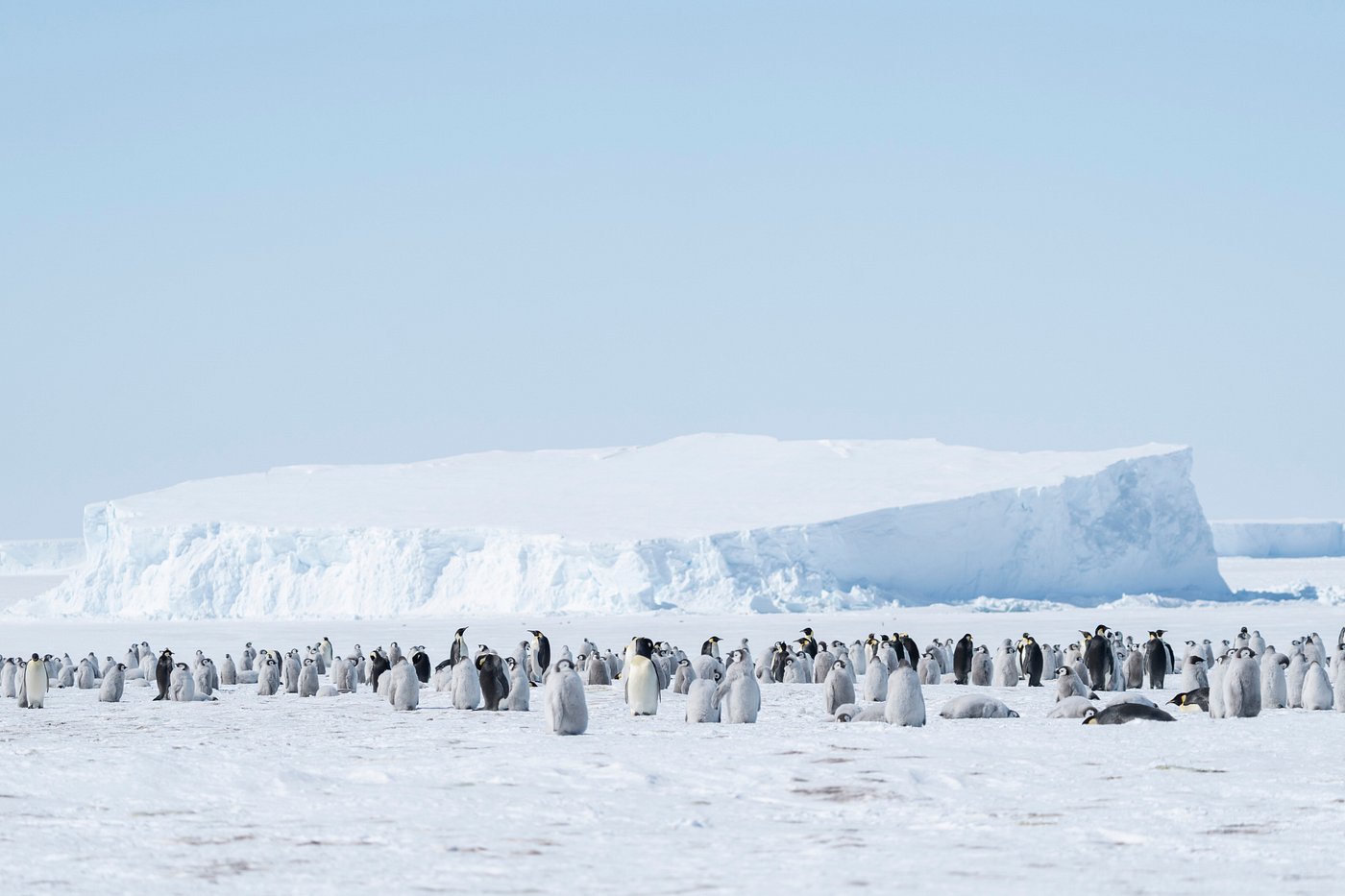 emperor penguin colony