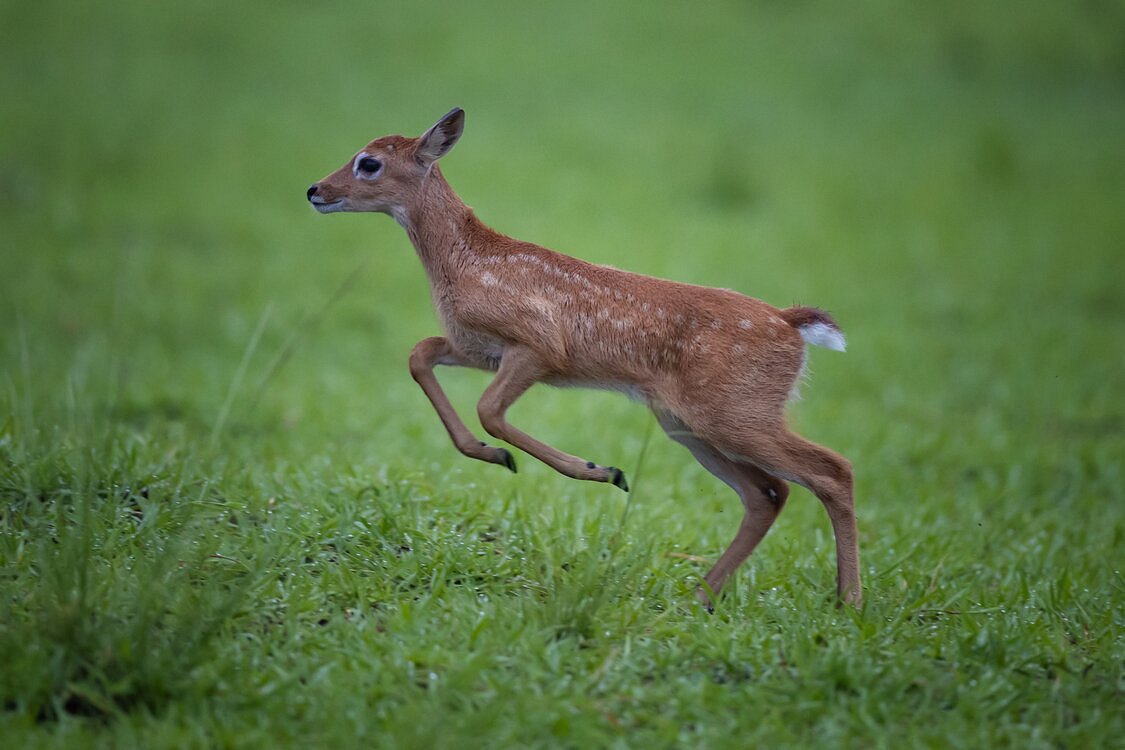 fauna veado campeiro