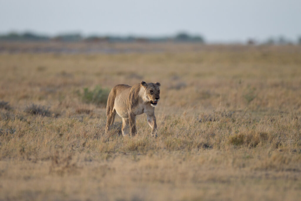 safari w tanzanii 7 dni z biurem podróży