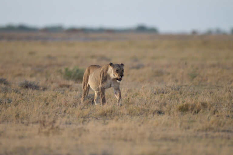 safari w tanzanii 7 dni z biurem podróży