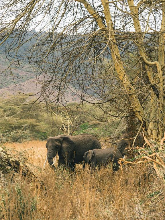 ngorongoro lodge 4