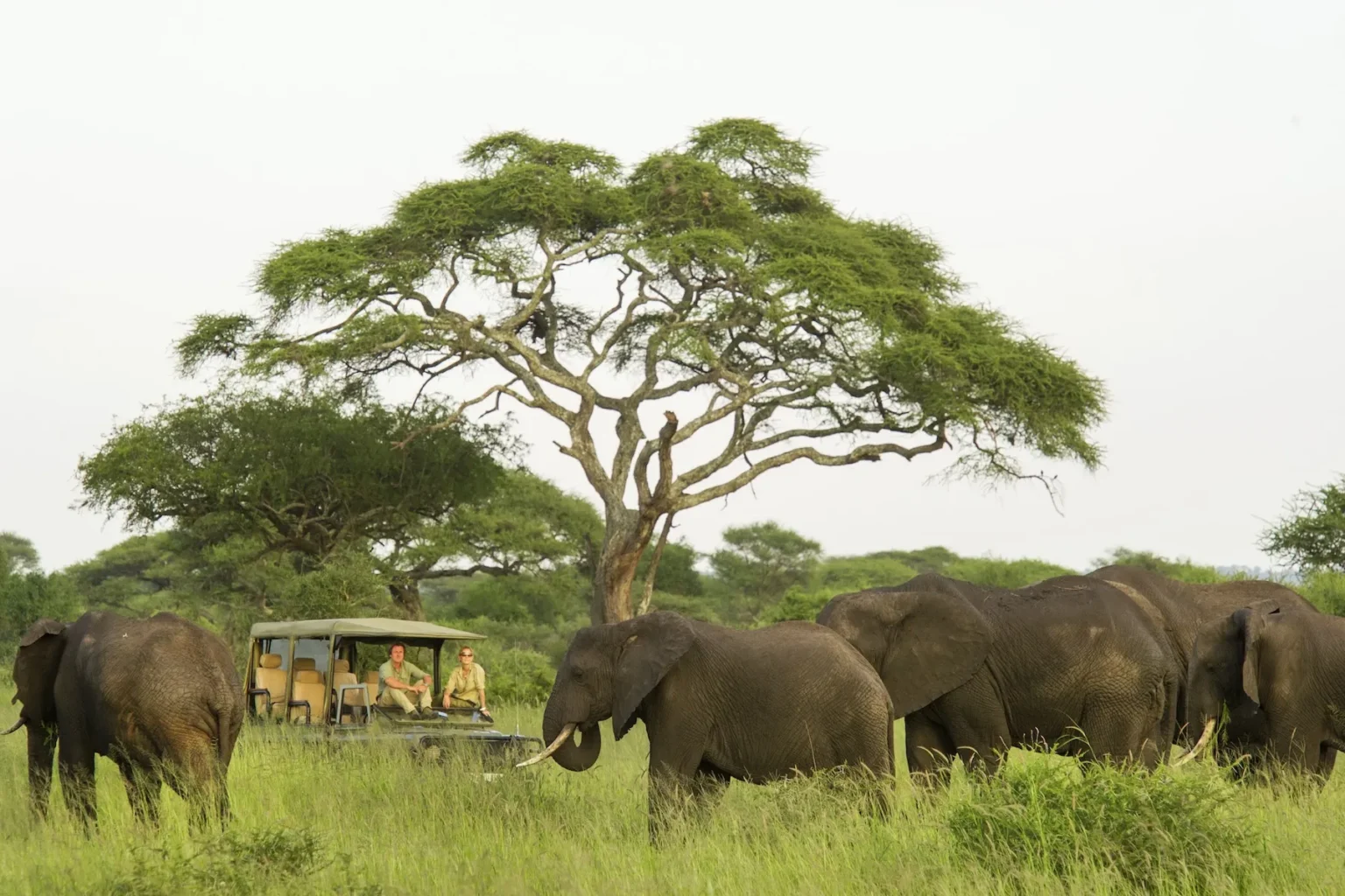 tza experiences 042826 day trip to tarangire asset 3
