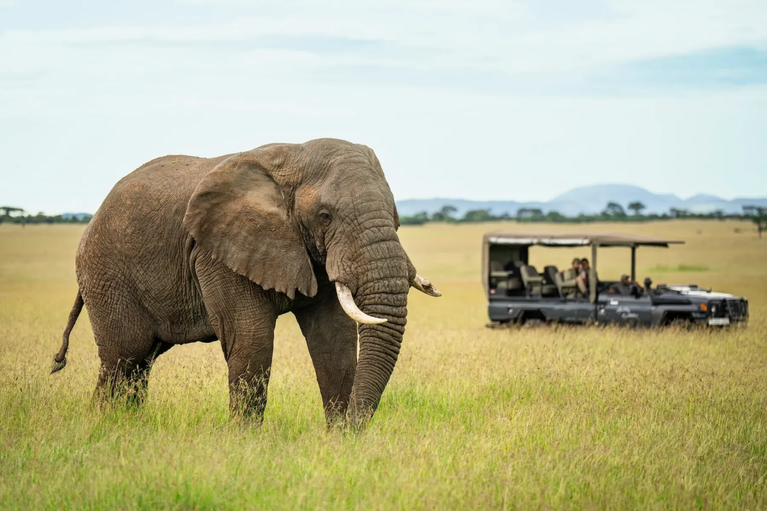 tza experiences 042826 game drives asset 3