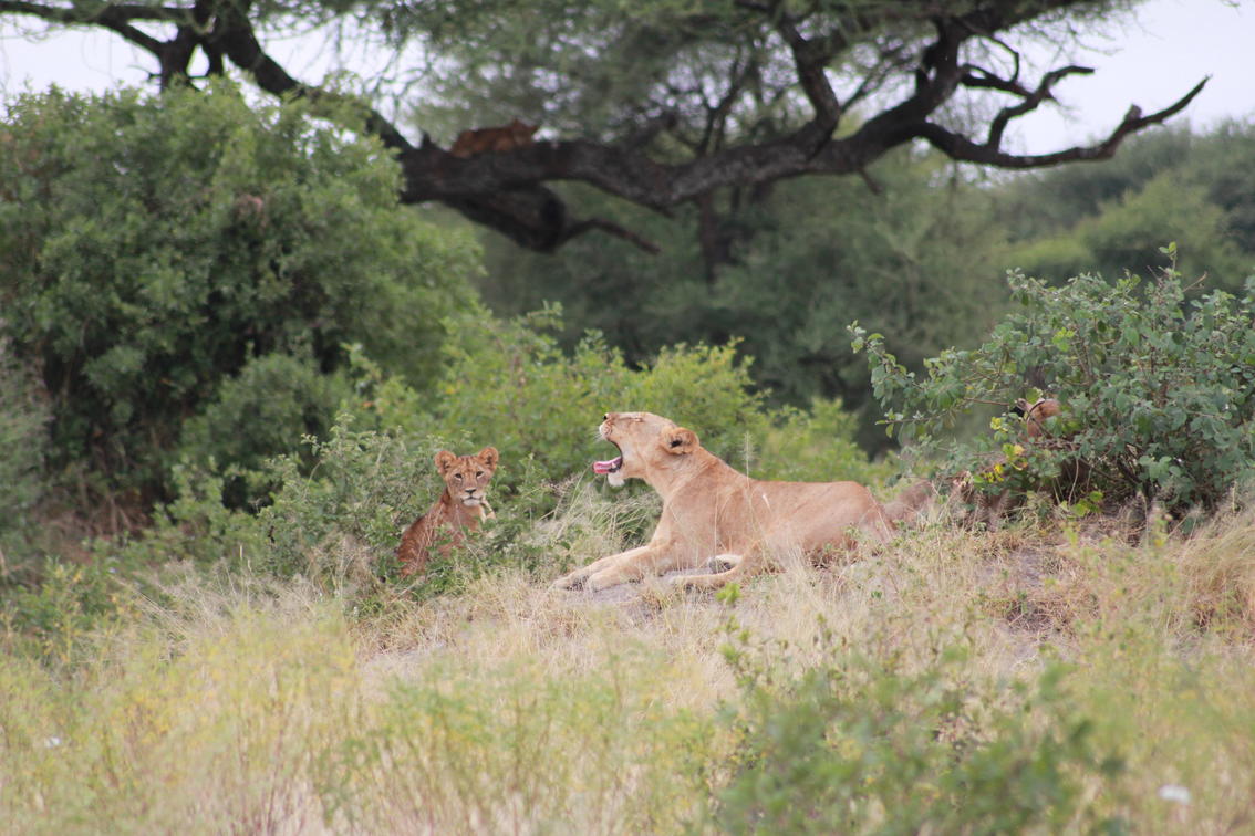 mm.tarangire.lions