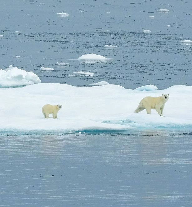 sce inside passage polar bears on ice august 25 2022 001 6d35cfd6ffbd 8255da45e9