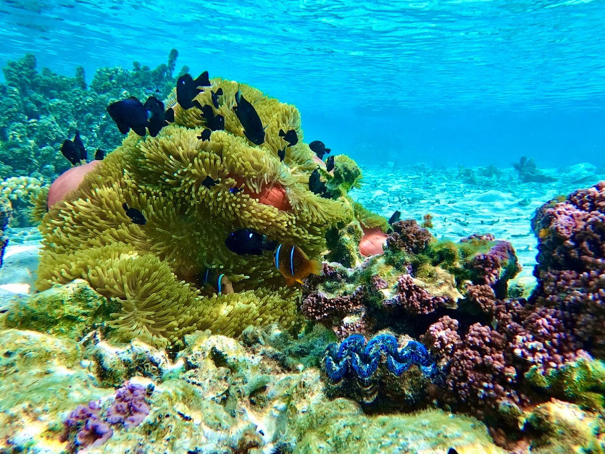 vahine island fabulous (1)